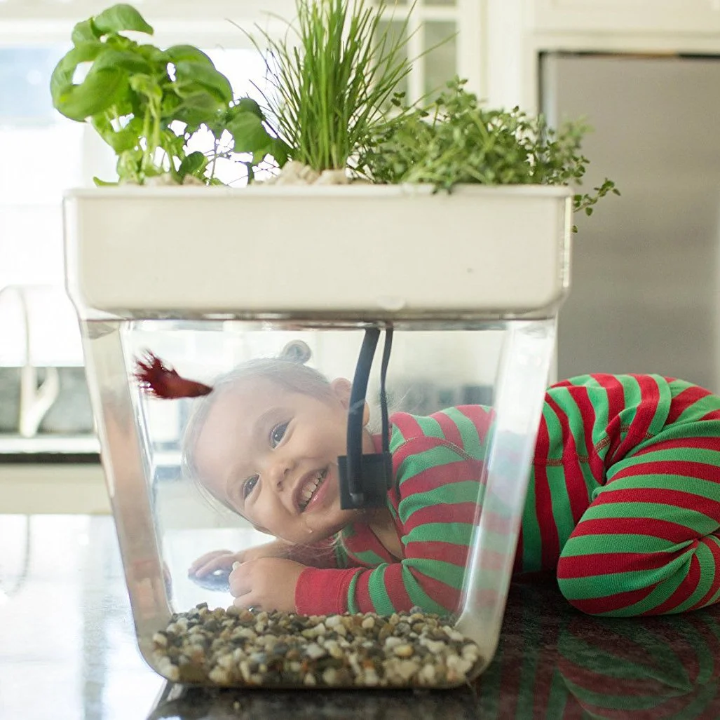 Back to the Roots 3 Gal. Self-Cleaning Aquaponic Water Garden Fish Tank Aquarium - Image 2
